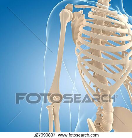 Male skeleton, artwork View Large Illustration Stock Illustration - Male skeleton, artwork. Fotosearch
