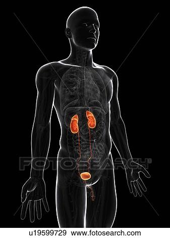 Male urinary system, artwork View Large Illustration Stock Illustration - Male urinary system, artwork. Fotosearch