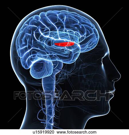 Medial globus pallidus, artwork View Large Illustration Clipart - Medial globus pallidus, artwork. Fotosearch