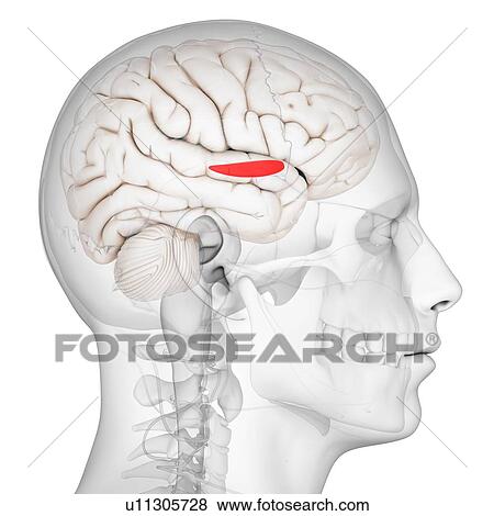 Medial globus pallidus, artwork View Large Illustration Stock Illustration - Medial globus pallidus, artwork. Fotosearch