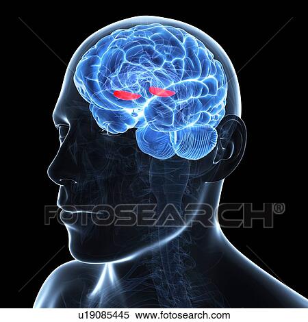 Medial globus pallidus, artwork View Large Illustration Stock Illustration - Medial globus pallidus, artwork. Fotosearch