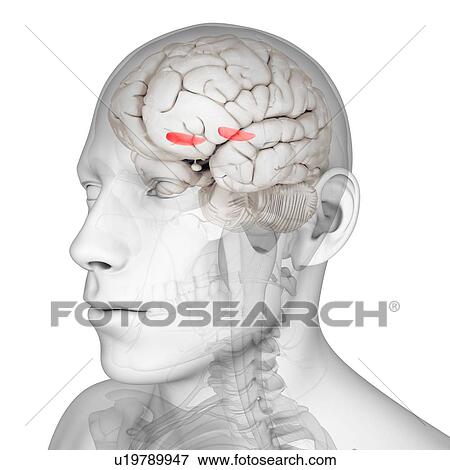 Medial globus pallidus, artwork View Large Illustration Stock Illustration - Medial globus pallidus, artwork. Fotosearch