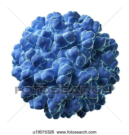 Melon necrotic spot virus, artwork View Large Illustration Stock Illustration - Melon necrotic spot virus, artwork. Fotosearch