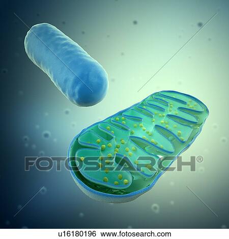 Mitochondria, artwork View Large Illustration Stock Illustration - Mitochondria, artwork. Fotosearch