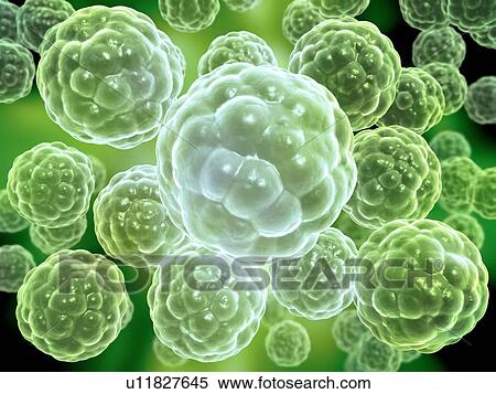 Multicellular organism, conceptual image View Large Illustration Stock Illustration - Multicellular organism, conceptual image. Fotosearch