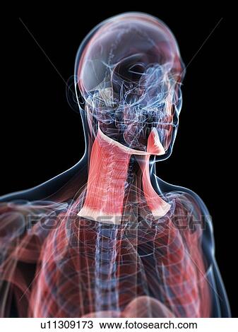 Neck muscles, artwork View Large Illustration Drawing - Neck muscles, artwork. Fotosearch