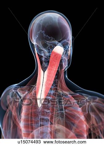 Drawing - Neck muscles, artwork. Fotosearch
