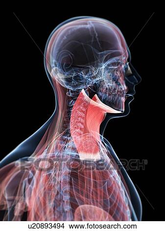 Stock Illustration - Neck muscles, artwork. Fotosearch