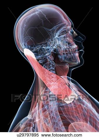 Stock Illustration - Neck muscles, artwork. Fotosearch