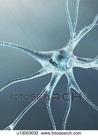 Drawing - Nerve cell, artwork. Fotosearch