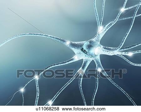 Nerve cell, artwork View Large Illustration Stock Illustration - Nerve cell, artwork. Fotosearch