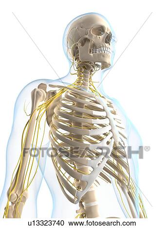 Nervous system, artwork View Large Illustration Clipart - Nervous system, artwork. Fotosearch
