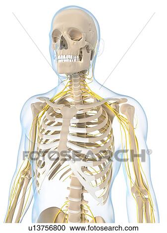 Nervous system, artwork View Large Illustration Clipart - Nervous system, artwork. Fotosearch