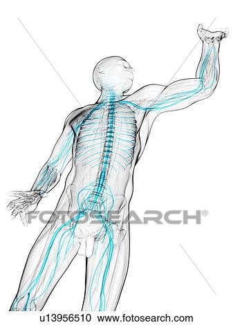 Clipart - Nervous system, artwork. Fotosearch