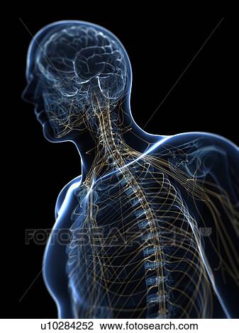 Drawing - Nervous system, artwork. Fotosearch