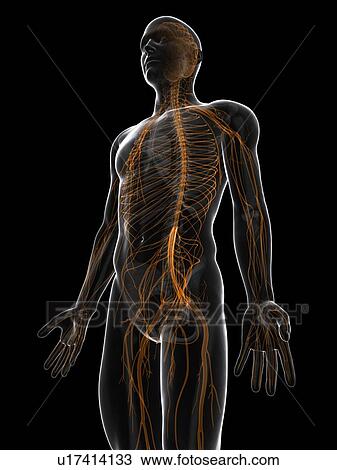 Drawing - Nervous system, artwork. Fotosearch
