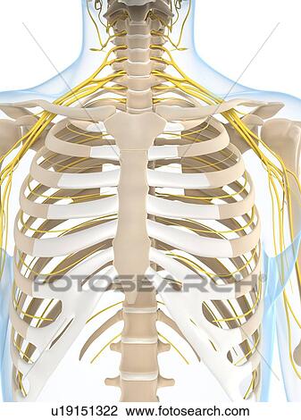 Drawing - Nervous system, artwork. Fotosearch
