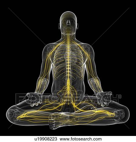 Nervous system, artwork View Large Illustration Drawing - Nervous system, artwork. Fotosearch