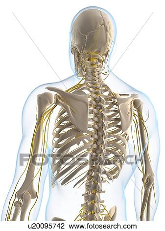 Nervous system, artwork View Large Illustration Drawing - Nervous system, artwork. Fotosearch