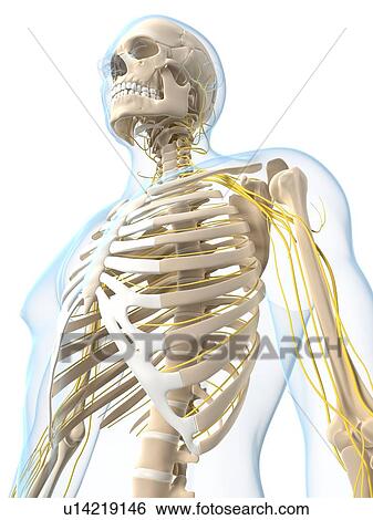 Stock Illustration - Nervous system, artwork. Fotosearch