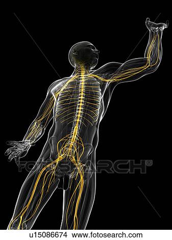 Stock Illustration - Nervous system, artwork. Fotosearch