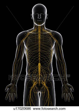 Nervous system, artwork View Large Illustration Stock Illustration - Nervous system, artwork. Fotosearch