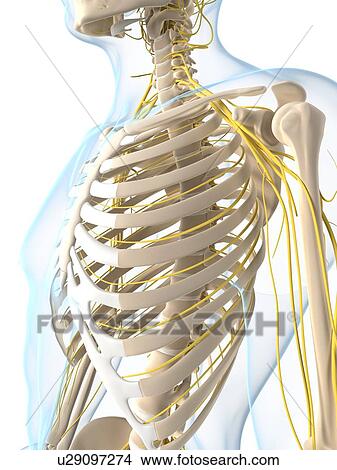 Nervous system, artwork View Large Illustration Stock Illustration - Nervous system, artwork. Fotosearch