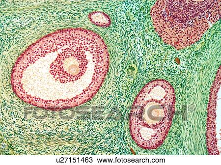 Drawing - Ovarian follicles, light micrograph. Fotosearch