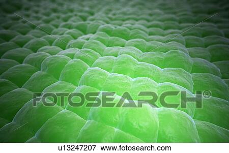 Plant surface, artwork View Large Illustration Stock Illustration - Plant surface, artwork. Fotosearch