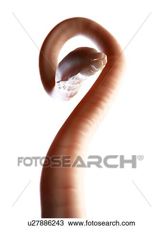 Drawing - Roundworm, artwork. Fotosearch