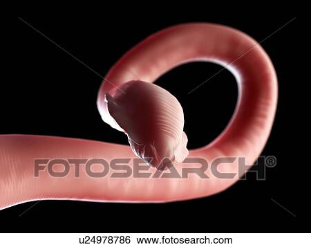 Roundworm, artwork View Large Illustration Stock Illustration - Roundworm, artwork. Fotosearch