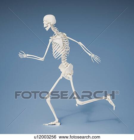 Stock Illustration - Running skeleton, artwork. Fotosearch