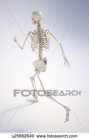 Running skeleton, artwork View Large Illustration Stock Illustration - Running skeleton, artwork. Fotosearch