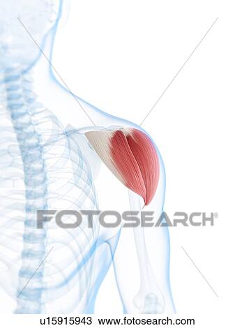 Drawing - Shoulder muscle, artwork. Fotosearch