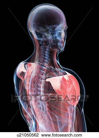 Shoulder muscle, artwork View Large Illustration Drawing - Shoulder muscle, artwork. Fotosearch