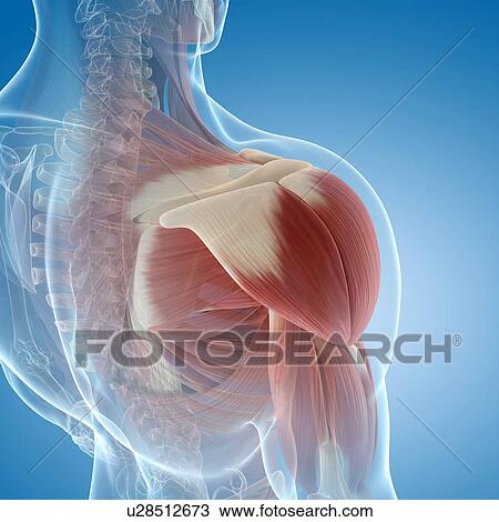 Shoulder muscles, artwork View Large Illustration Drawing - Shoulder muscles, artwork. Fotosearch