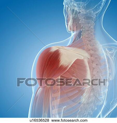 Shoulder muscles, artwork View Large Illustration Stock Illustration - Shoulder muscles, artwork. Fotosearch