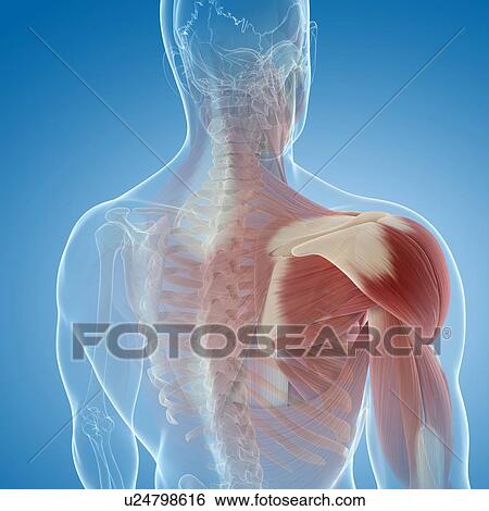 Shoulder muscles, artwork View Large Illustration Stock Illustration - Shoulder muscles, artwork. Fotosearch