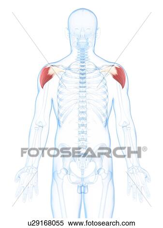 Shoulder muscles, artwork View Large Illustration Stock Illustration - Shoulder muscles, artwork. Fotosearch