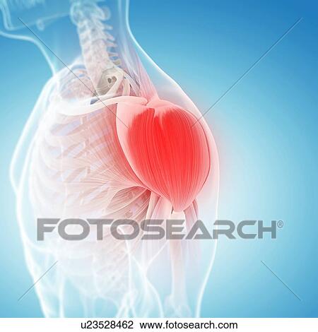 Shoulder pain, conceptual artwork View Large Illustration Drawing - Shoulder pain, conceptual artwork. Fotosearch