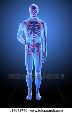 Skeleton, artwork View Large Illustration Clipart - Skeleton, artwork. Fotosearch