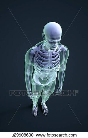 Skeleton, artwork View Large Illustration Clipart - Skeleton, artwork. Fotosearch