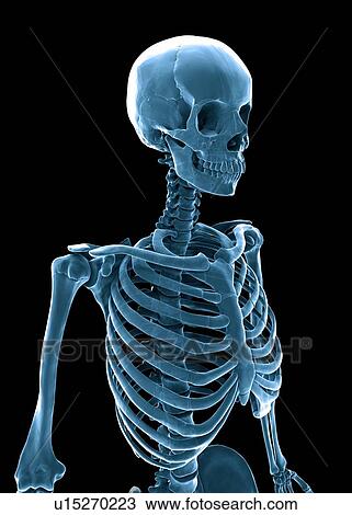 Drawing - Skeleton, artwork. Fotosearch