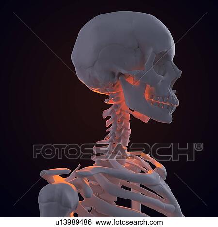 Stock Illustration - Skeleton, artwork. Fotosearch