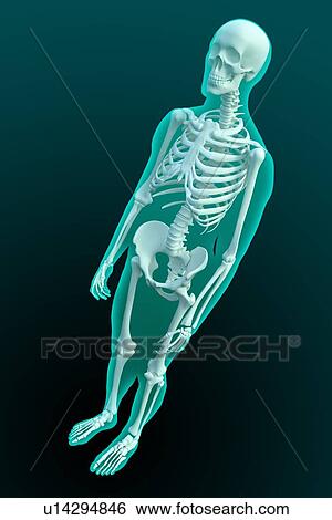 Stock Illustration - Skeleton, artwork. Fotosearch