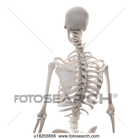 Skeleton, artwork View Large Illustration Stock Illustration - Skeleton, artwork. Fotosearch