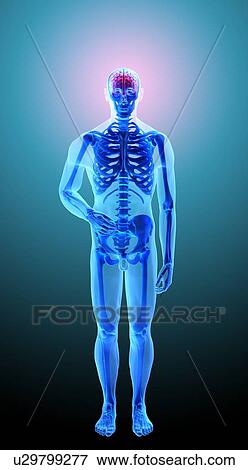 Skeleton, artwork View Large Illustration Stock Illustration - Skeleton, artwork. Fotosearch