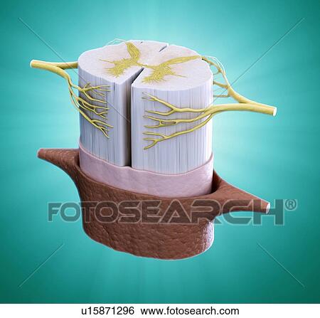 Stock Illustration - Spinal cord, artwork. Fotosearch
