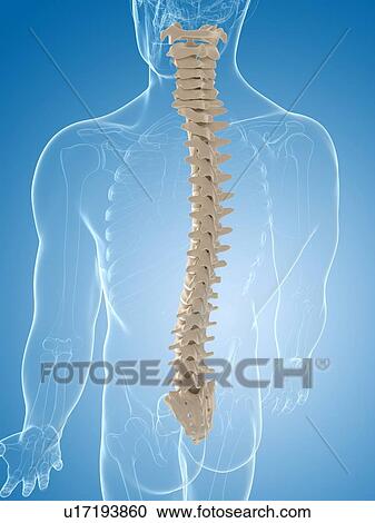 Spine, artwork View Large Illustration Clipart - Spine, artwork. Fotosearch