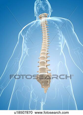 Clipart - Spine, artwork. Fotosearch